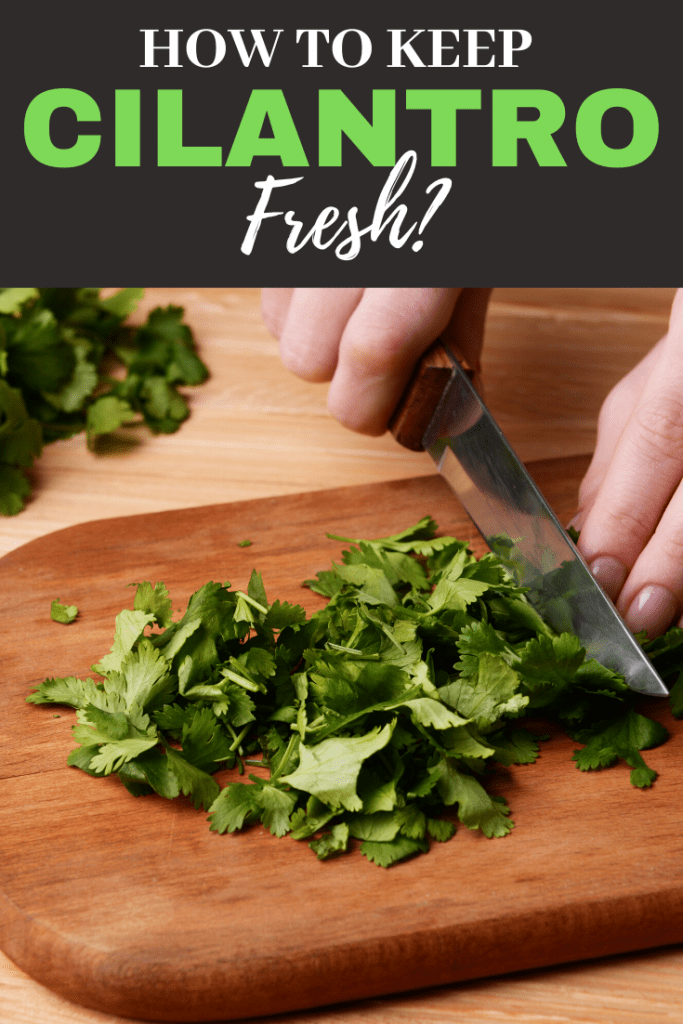 How To Keep Cilantro Fresh