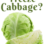 Can You Freeze Cabbage