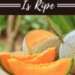 How To Tell If A Cantaloupe Is Ripe