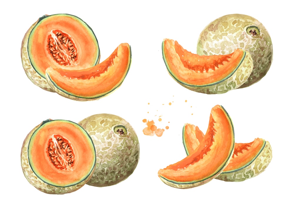 Cantaloupe Illustration