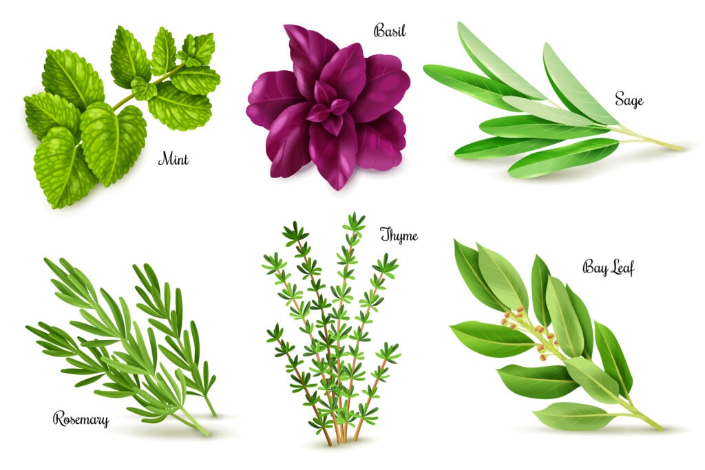 variety of herbs - thyme, basil, rosemary, and sage