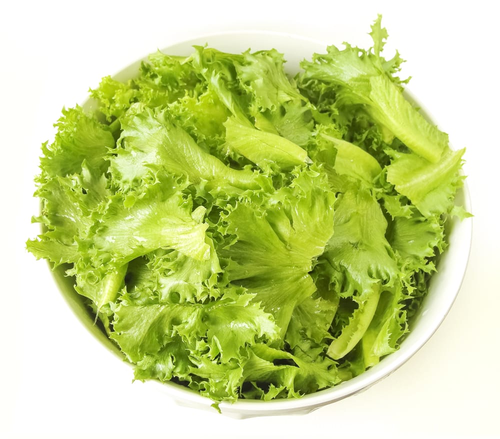 Iceberg Lettuce