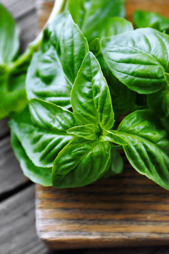 Basil