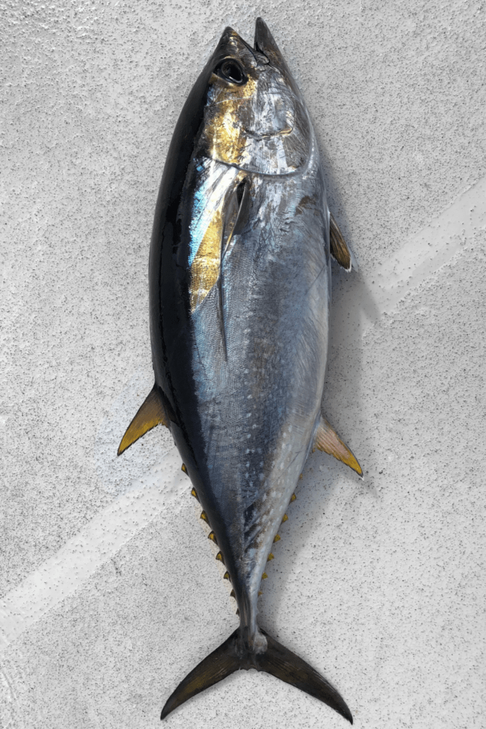 Yellowfin Tuna