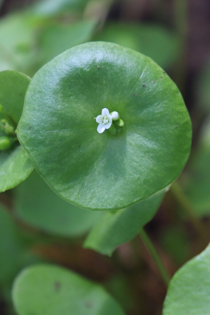 Miner's Lettuce