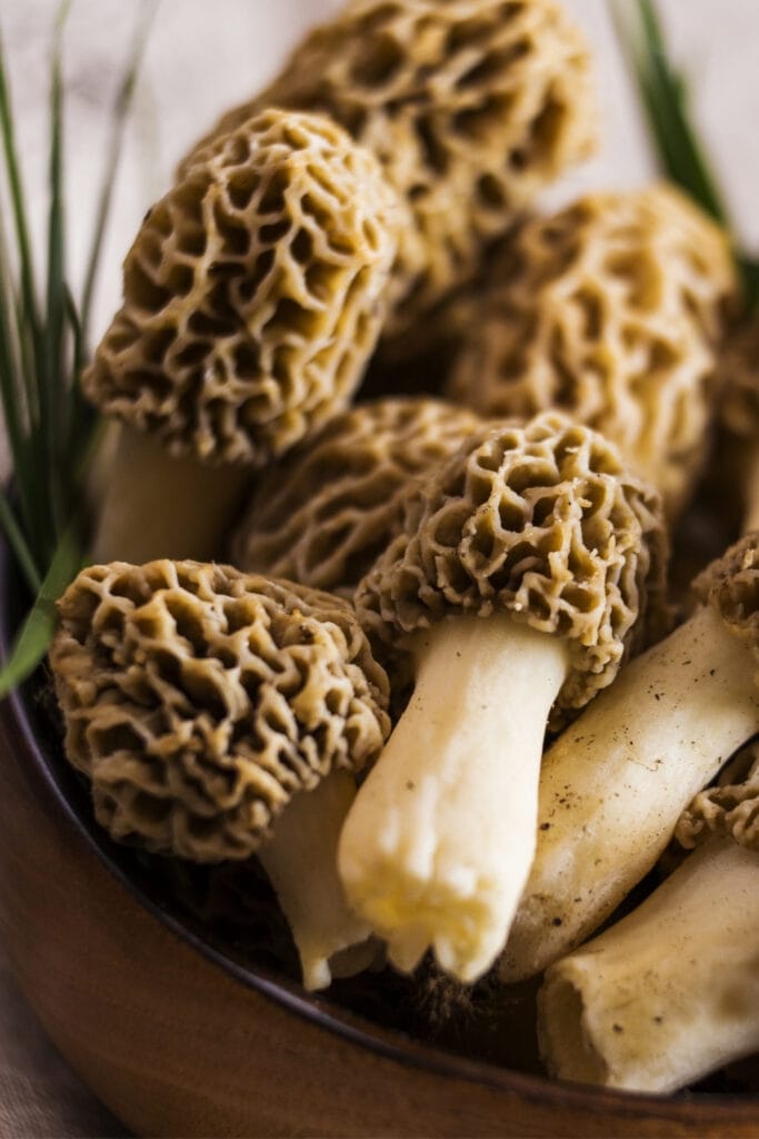 morels