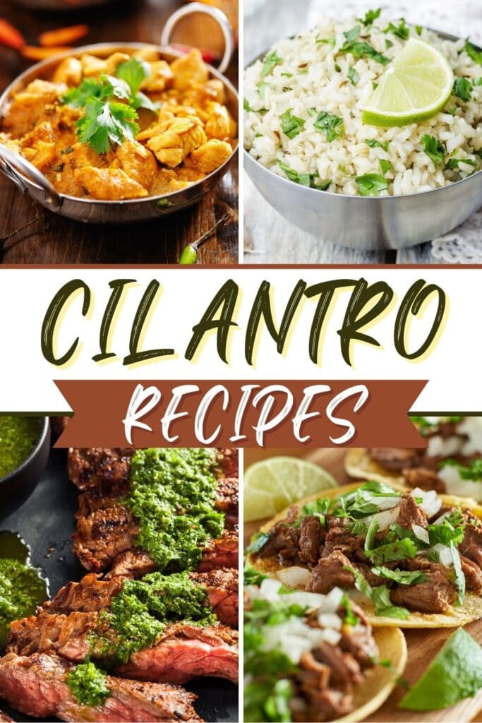Cilantro Recipes