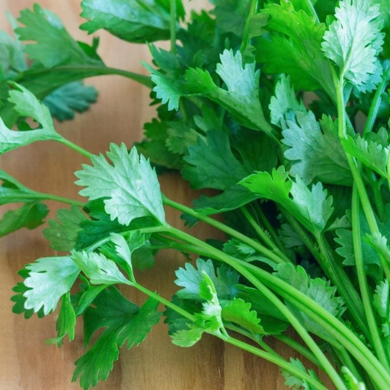 Fresh Cilantro