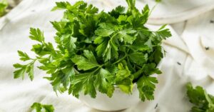 Fresh Green Parsley in a Bowl