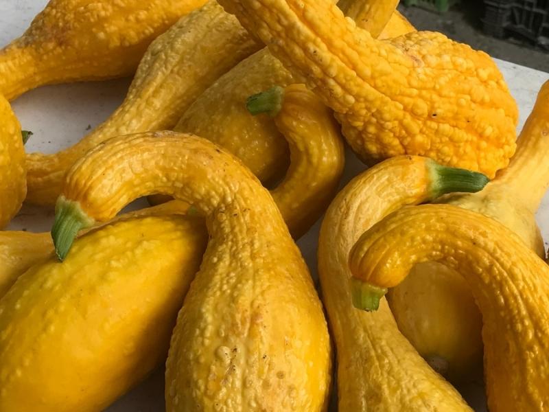 Crookneck Squash 