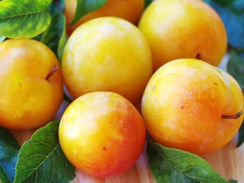 Fresh Early Golden Plums