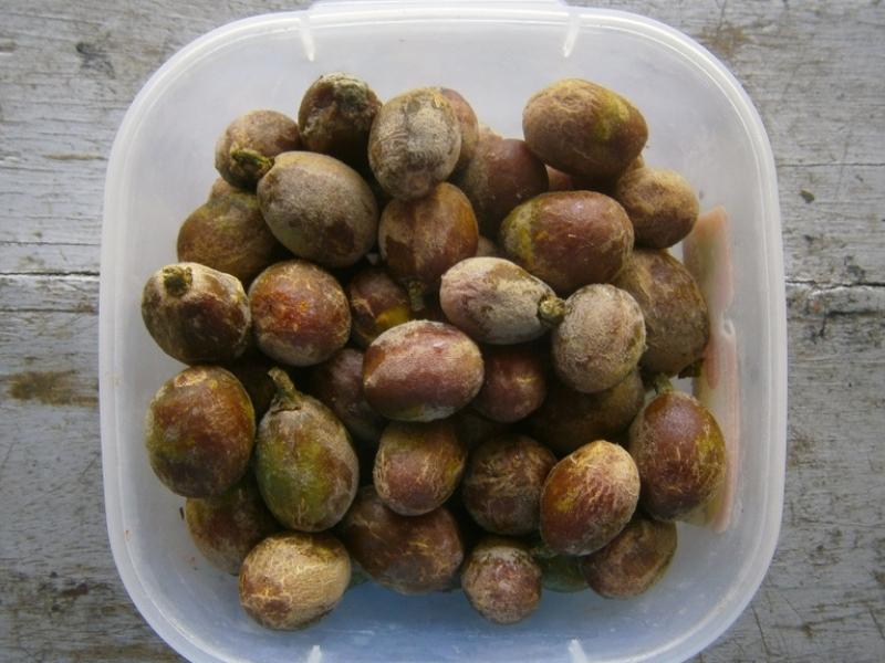 Friar Plums on a Plastic Container