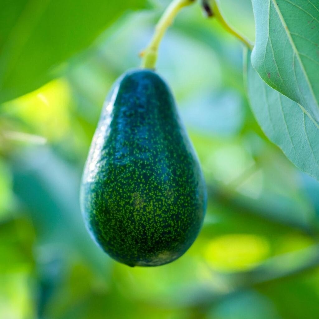 Green Ripe Mexicola Avocado