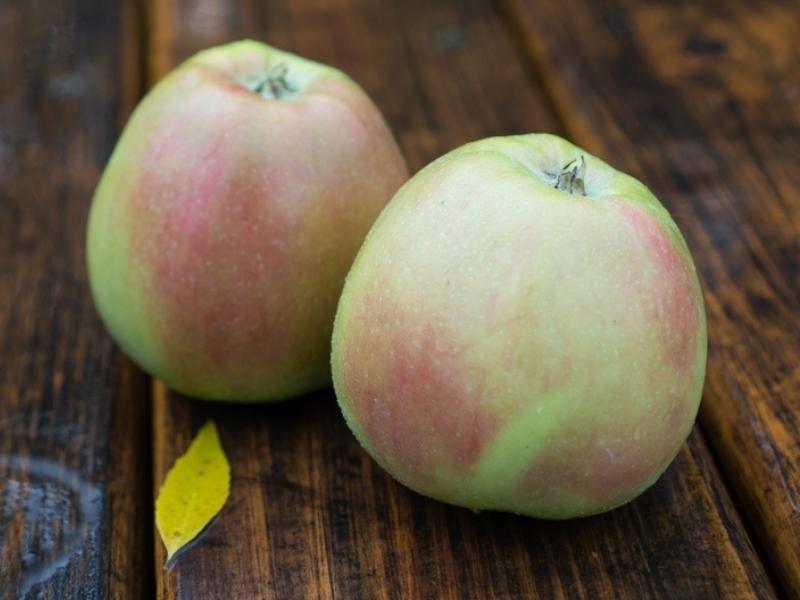 Northern Spy Apples