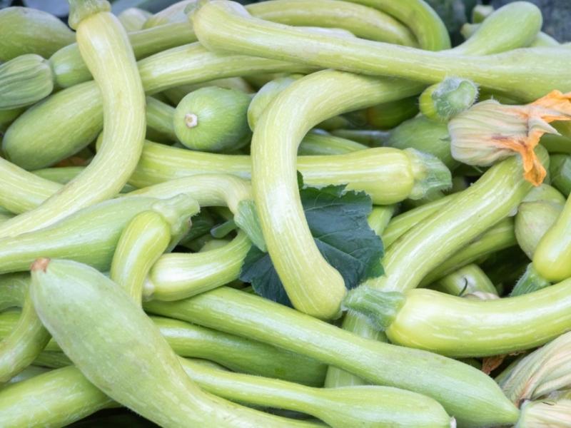 Freshly Picked Rampicante Zucchini