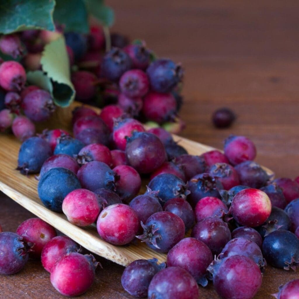 Purple to Bluish Saskatoon Berries