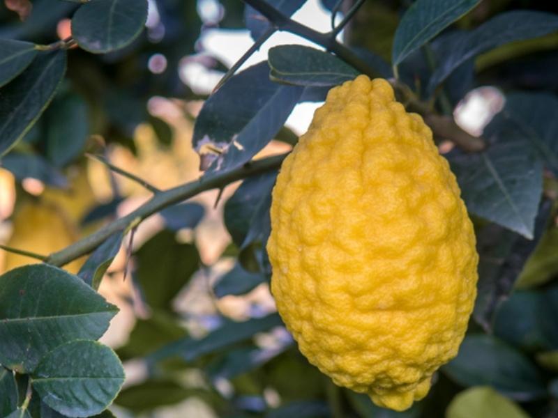 Avalon Lemon on Tree
