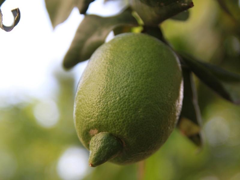 Interdonato Lemon on a Tree