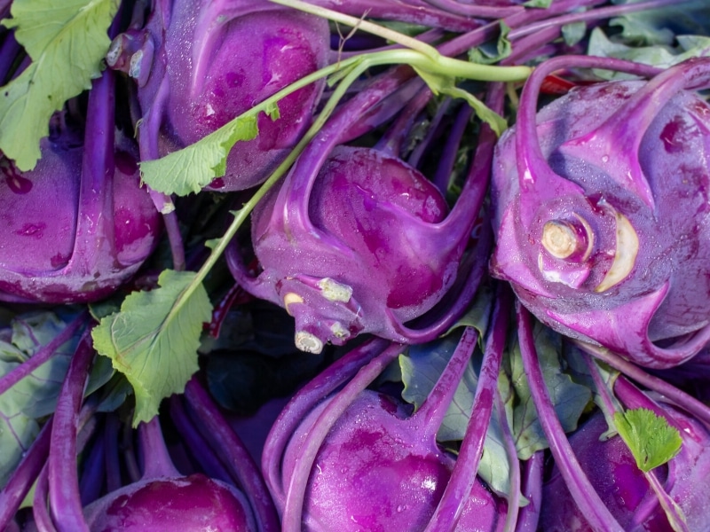 Bunch of Fresh Kolibri Kohlrabi