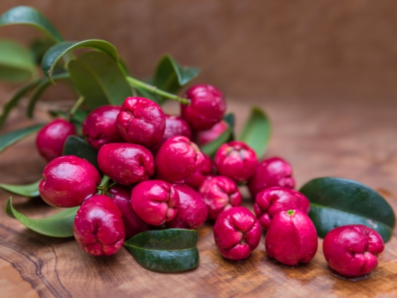 Bunch of Lilly Pilly Berry