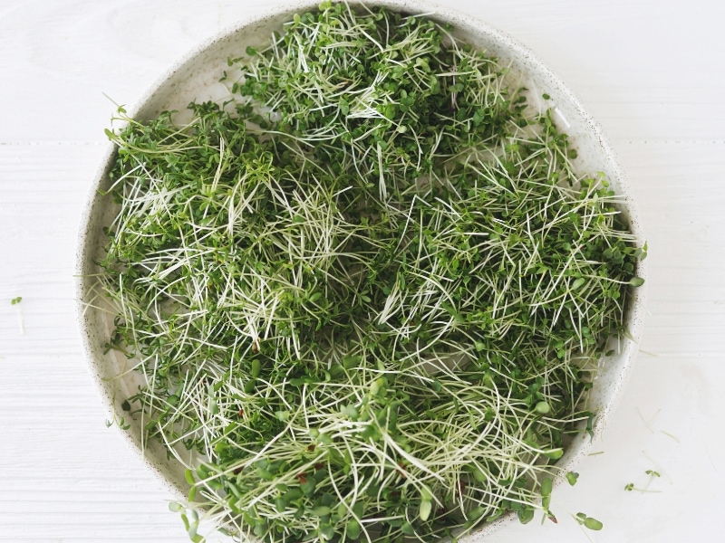 Plateful of fresh microgreens.