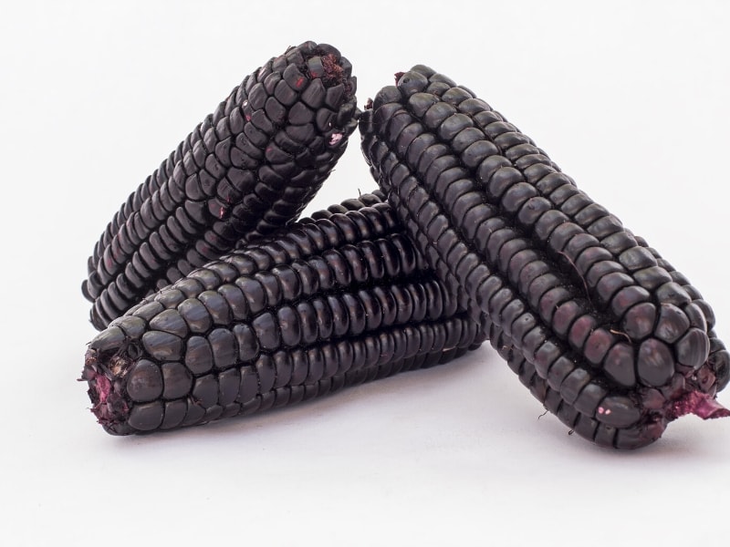 Mountain Morado Corn