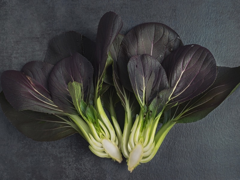 Purple Lady Bok Choy