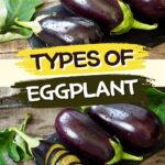 Types of Eggplant