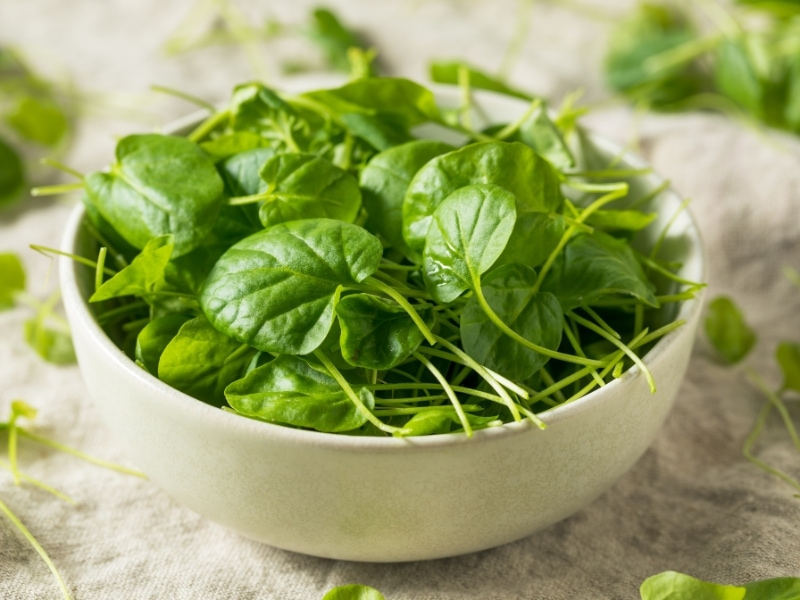 Bowl of fresh watercress leaves. 