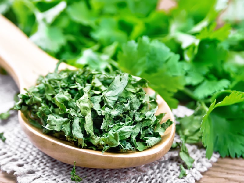 Cilantro on a Wooden Spoon 