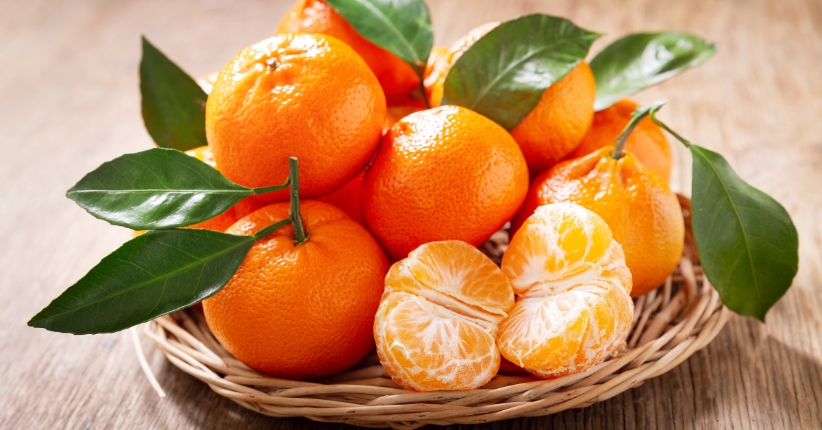 Fresh Organic Tangerine Oranges with Leaves