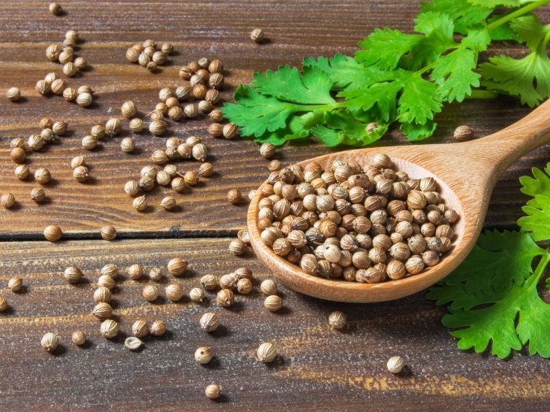 10 Best Substitutes for Coriander