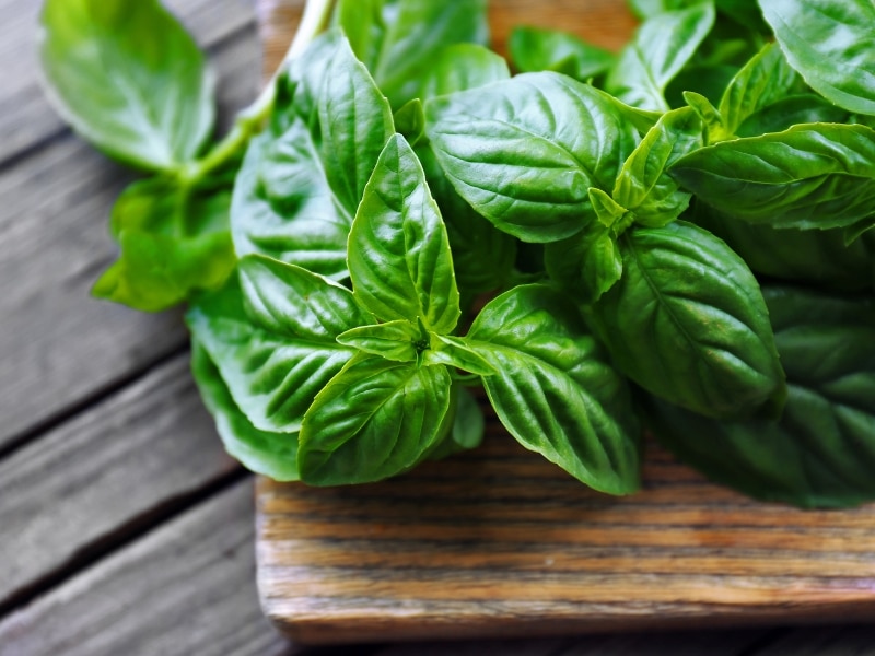 Fresh Basil Leaves in a Wooden Board