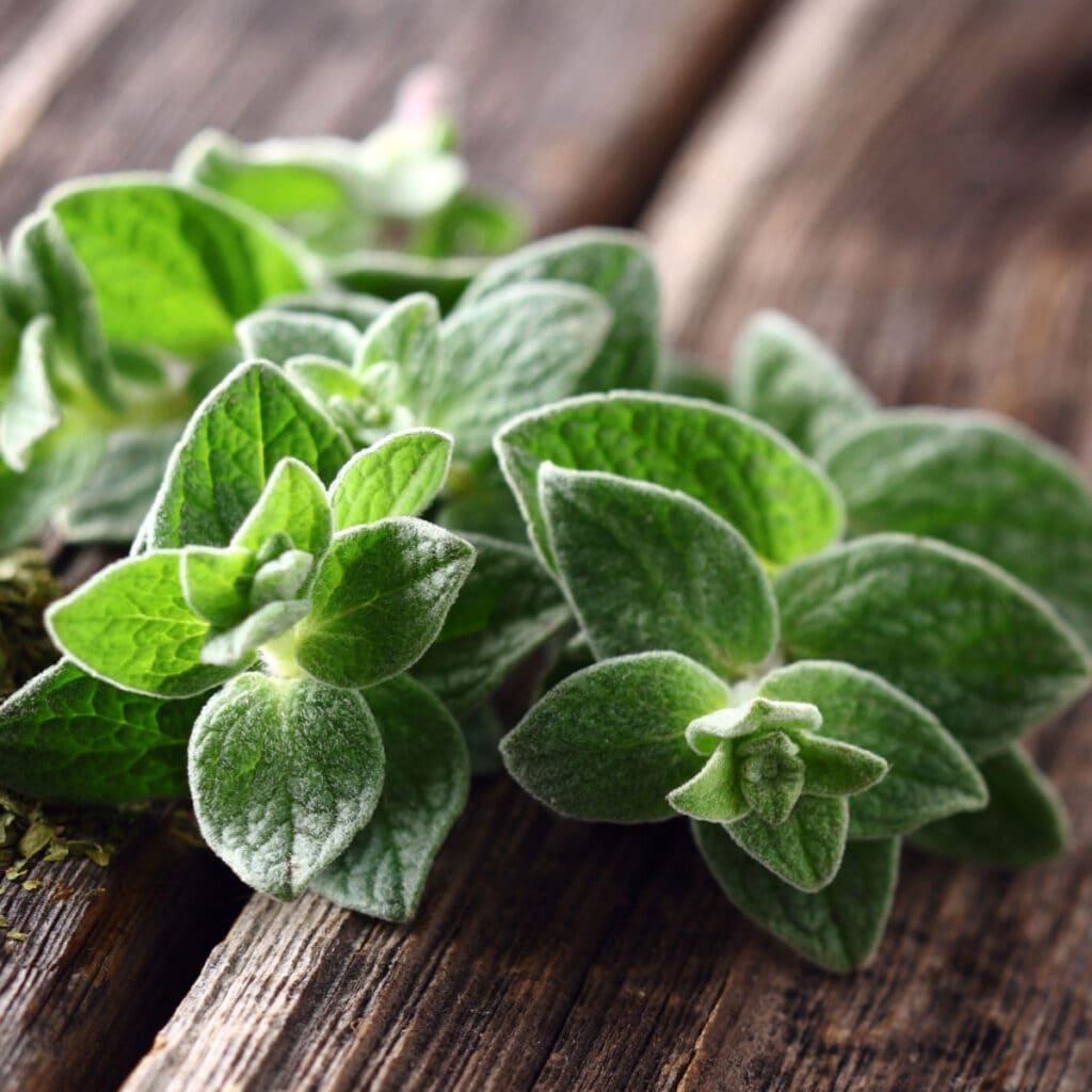 Fresh Oregano on a Wooden Table