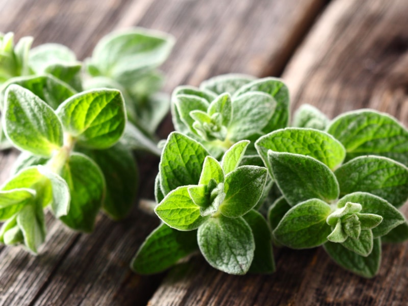 Fresh Oregano on a Wooden Table