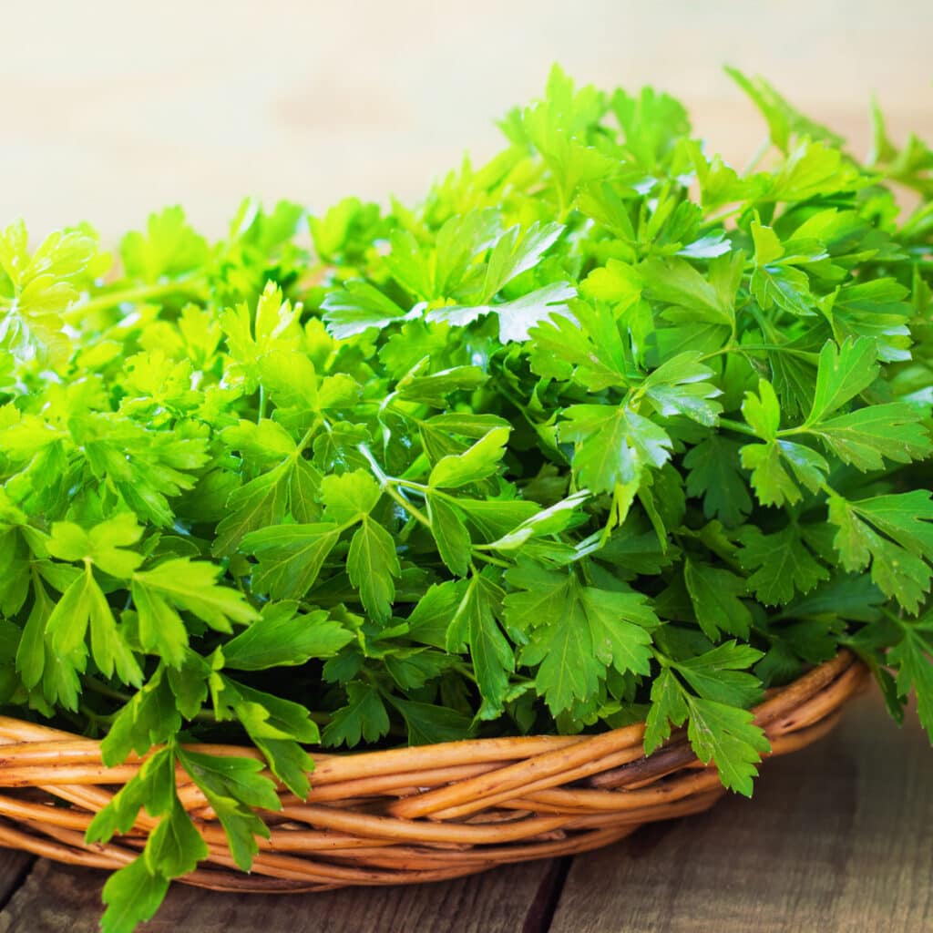 Fresh Parsley in a Woven Basket