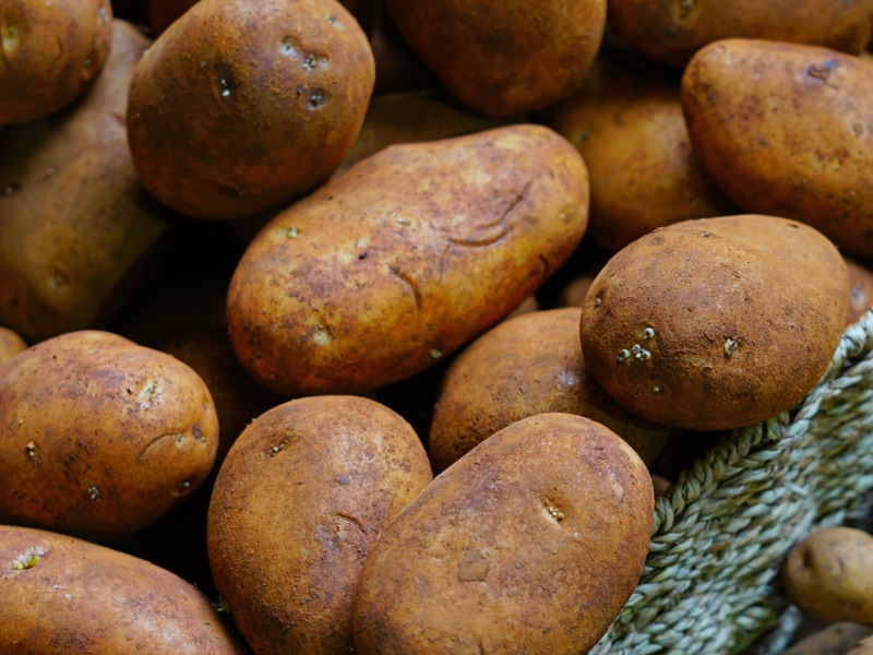 Bunch of Freshly Picked Dutch Cream Potatoes in a Woven Basket