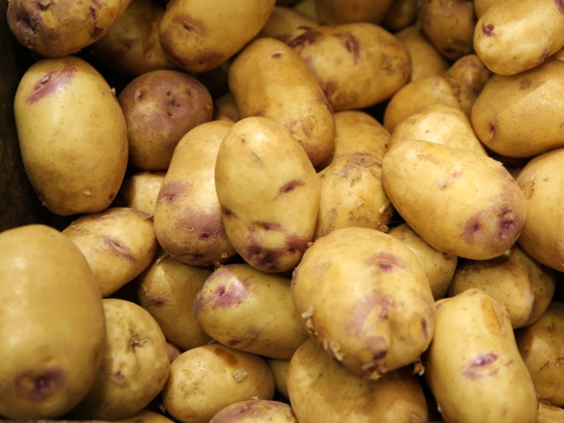 Bunch of Freshly Picked Kestrel Potatoes