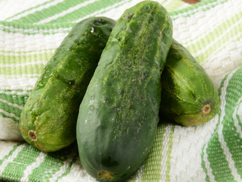 Three Kirby Cucumbers on a Kitchen Towel