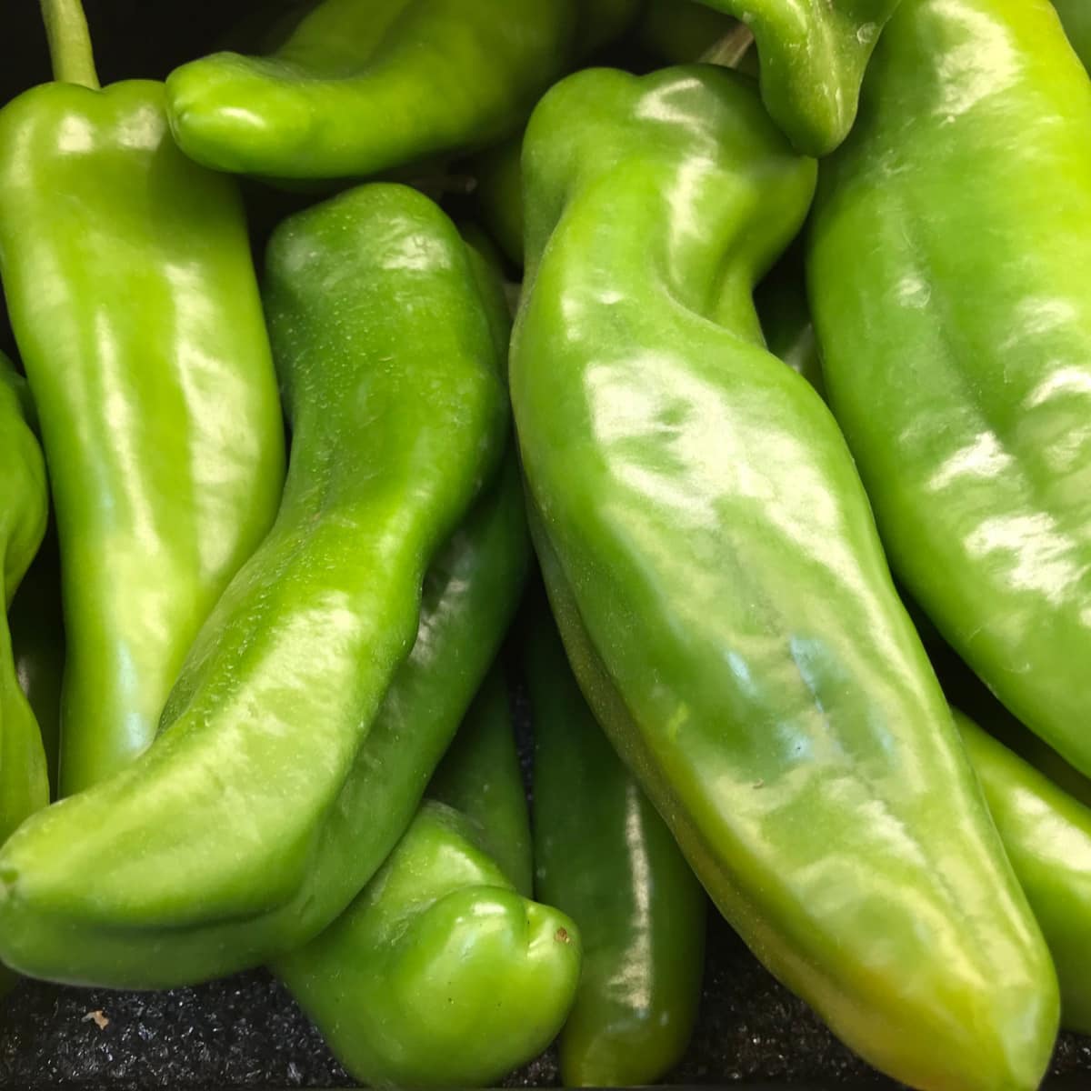 Bunch of Raw Organic Green Anaheim Pepper