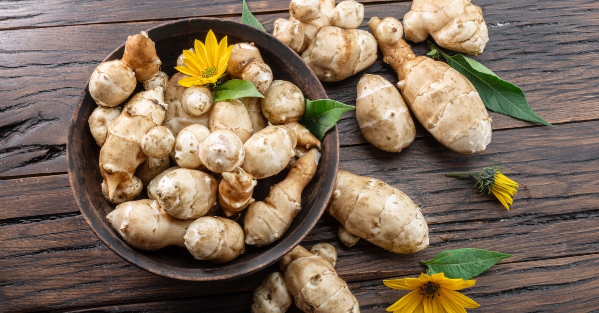 Raw Organic Sunchokes or Jerusalem Artichokes