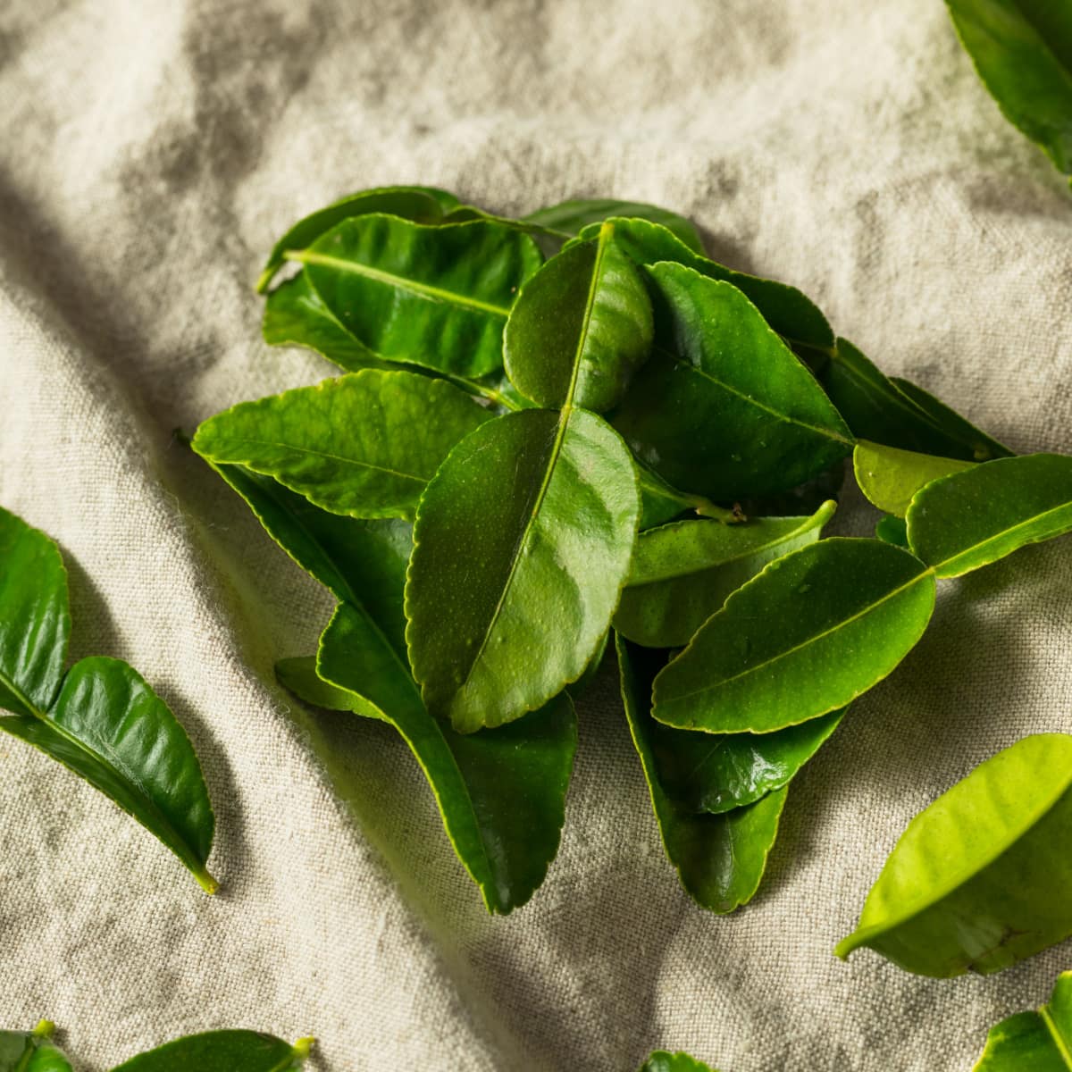 Raw Green Organic Kaffir Lime Leaves in a Bunch