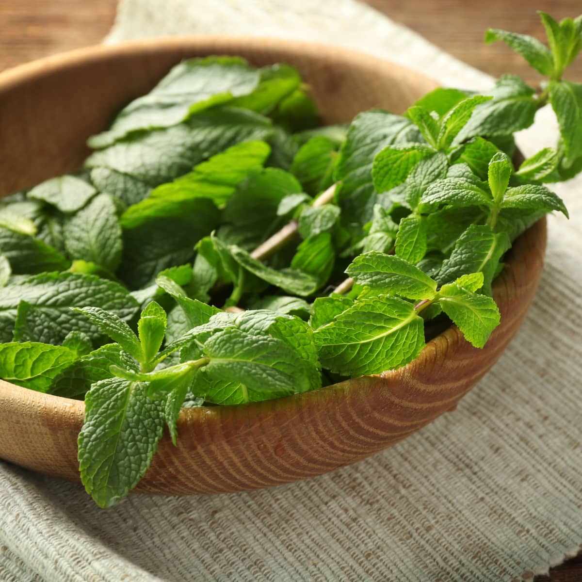 Fresh Lemon Balm on a Wooden Bowl