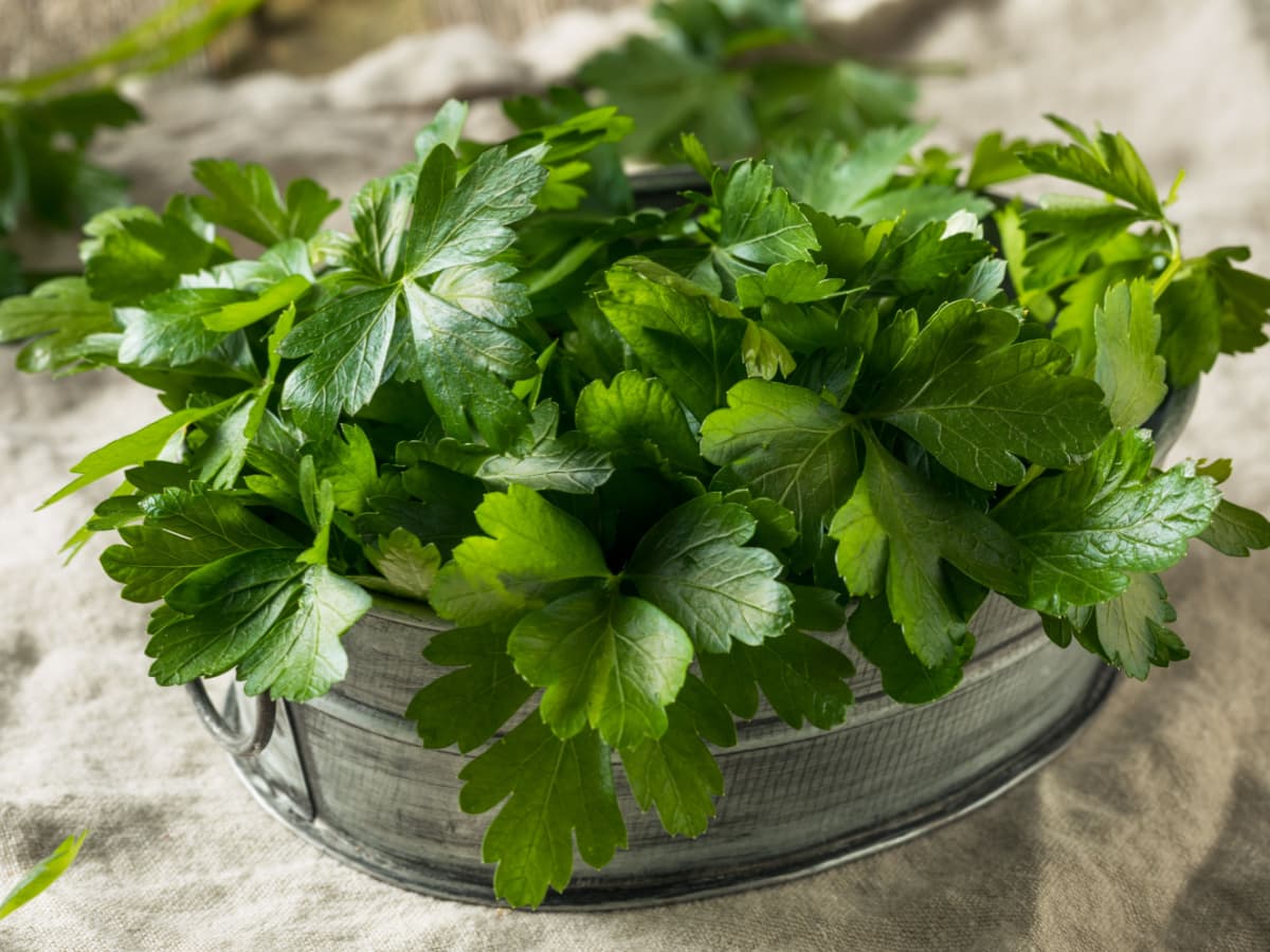 Raw Green Organic Italian Flat Leaf Parsley in a Bunch