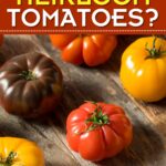 What Are Heirloom Tomatoes?