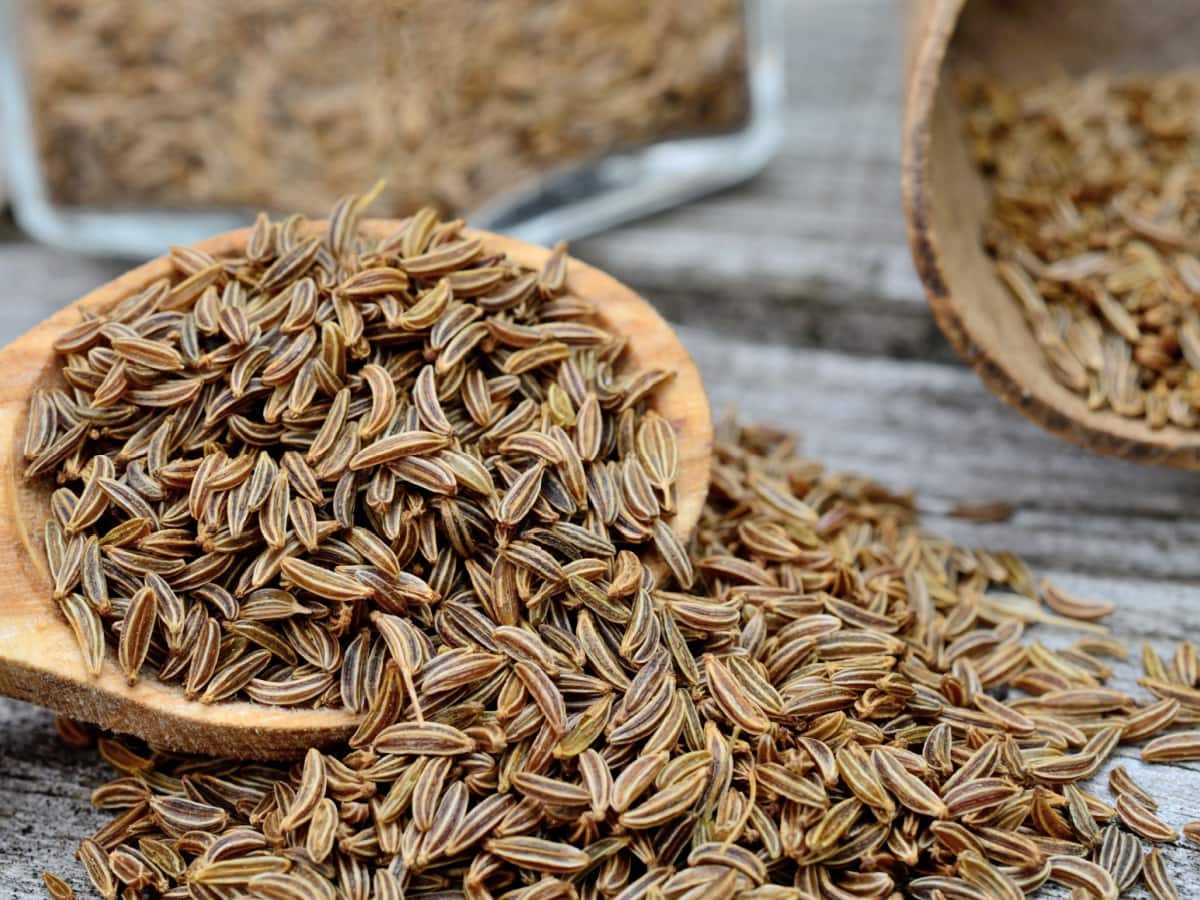 Heap of Caraway Seeds on a Wooden Spoon Falling Onto the Table