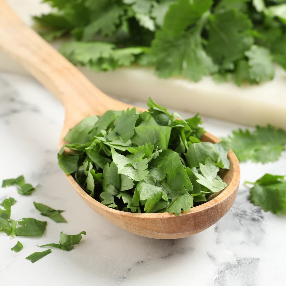 Raw Organic Green Cilantro in a Wooden Spoon